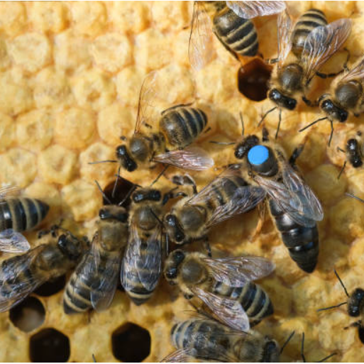 Queen Bees